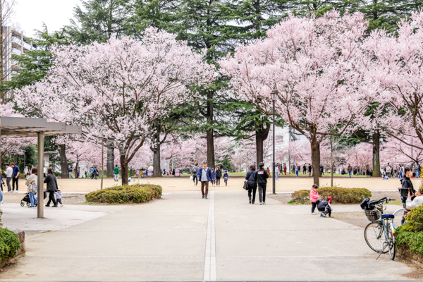 2025年4月7日の本町錦町公園の桜情報2