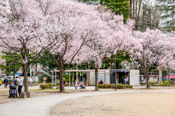 2025年4月7日の本町錦町公園の桜情報3