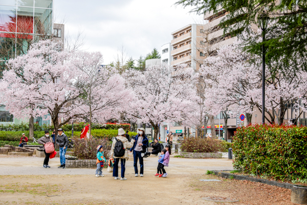 2025年4月7日の本町錦町公園の桜情報4