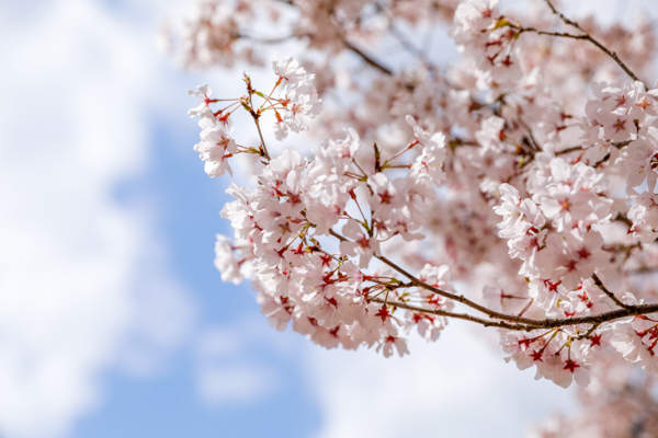 2025年4月7日の本町錦町公園の桜情報1