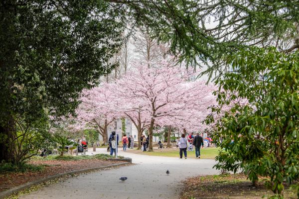 2025年4月7日の本町錦町公園の桜情報5