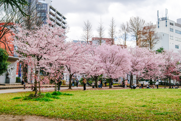 2025年4月9日の本町錦町公園の桜情報2