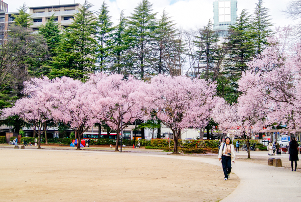 2025年4月9日の本町錦町公園の桜情報3
