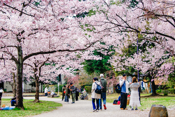 2025年4月9日の本町錦町公園の桜情報4