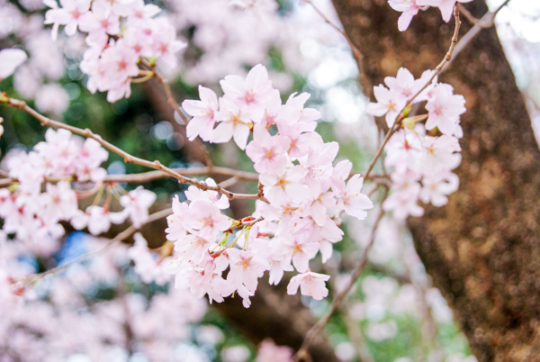 2025年4月9日の本町錦町公園の桜情報1