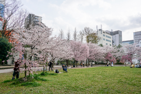 2025年4月11日の本町錦町公園の桜情報1