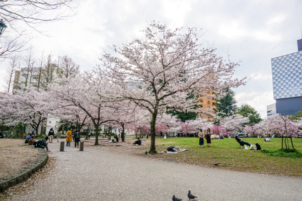 2025年4月11日の本町錦町公園の桜情報1