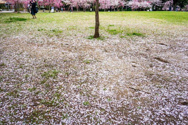 2025年4月11日の本町錦町公園の桜情報1