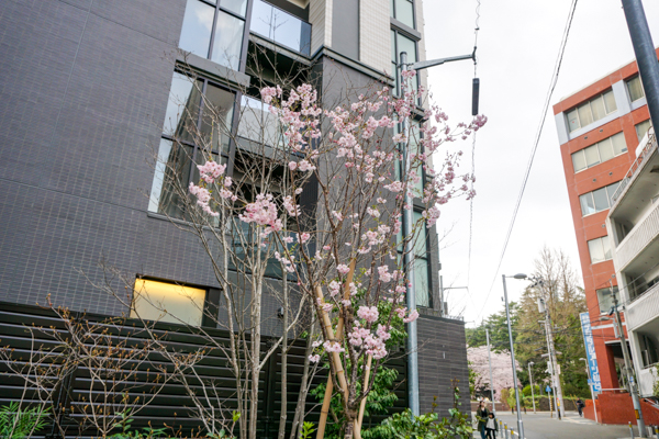 2025年4月11日の本町錦町公園の桜情報2