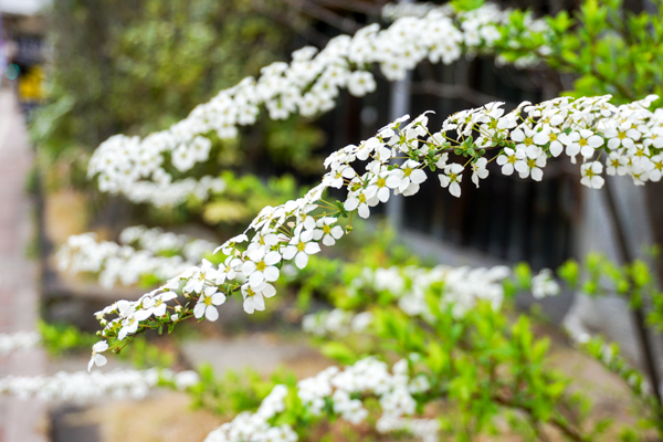 2025年4月11日の本町錦町公園の桜情報3