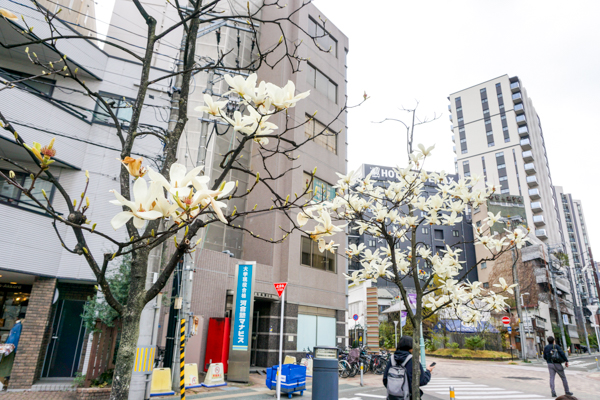 2025年4月11日の本町錦町公園の桜情報4