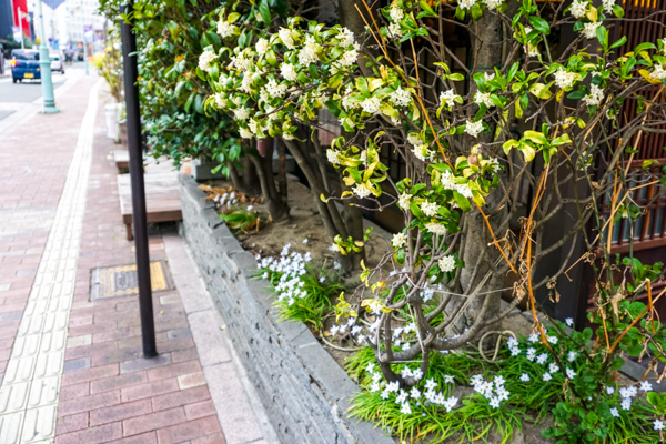 2025年4月11日の本町錦町公園の桜情報4