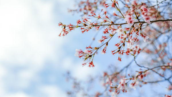 2025年4月11日の本町錦町公園の桜情報1