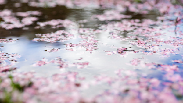 2025年4月11日の本町錦町公園の桜情報1