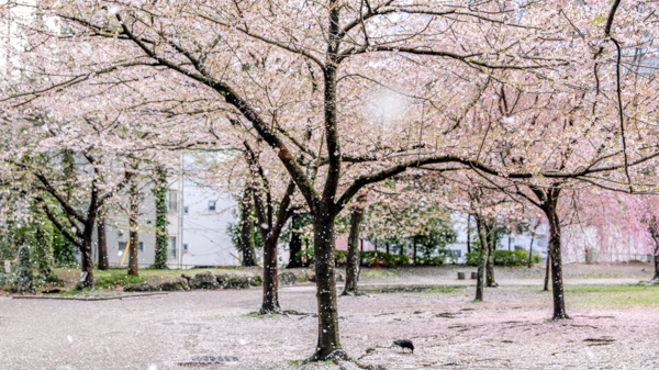 2025年4月11日の本町錦町公園の桜情報1