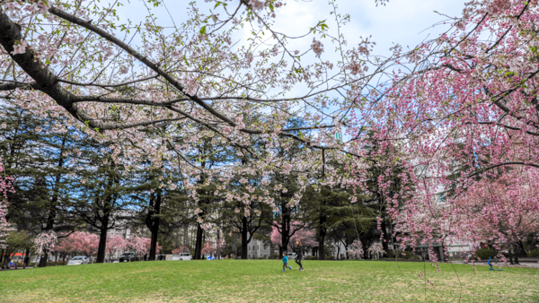 2025年4月11日の本町錦町公園の桜情報1