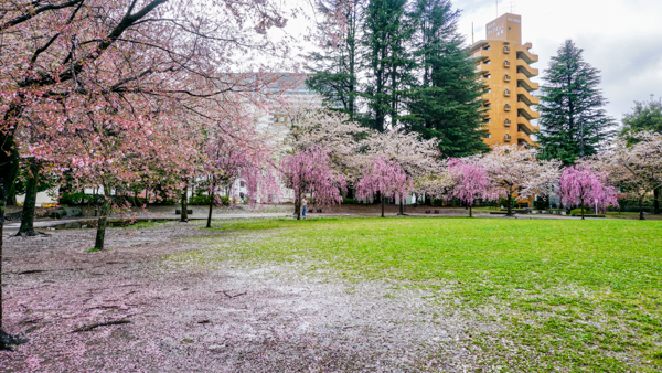 2025年4月11日の本町錦町公園の桜情報1