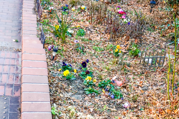 2026年2月20日の本町錦町公園の桜情報5