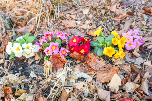 2026年2月20日の本町2丁目の草花様子4