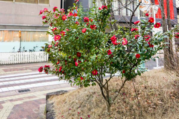 2026年2月20日の本町2丁目の草花様子3