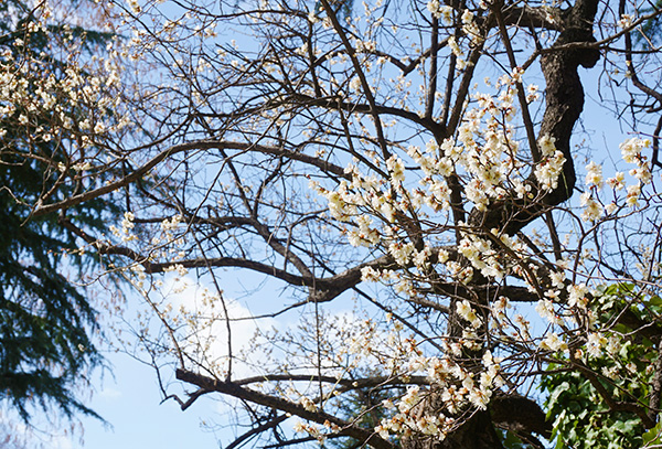 2026年3月5日の錦町公園の草花様子3