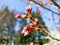 skr_20230320-01-t.jpg