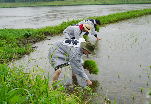 5月17日の田植えの様子